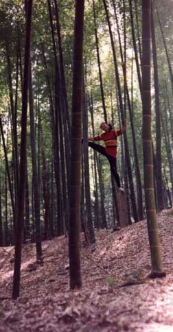 Bamboo